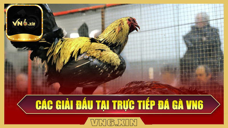 Các giải đấu tại trực tiếp đá gà Vn6