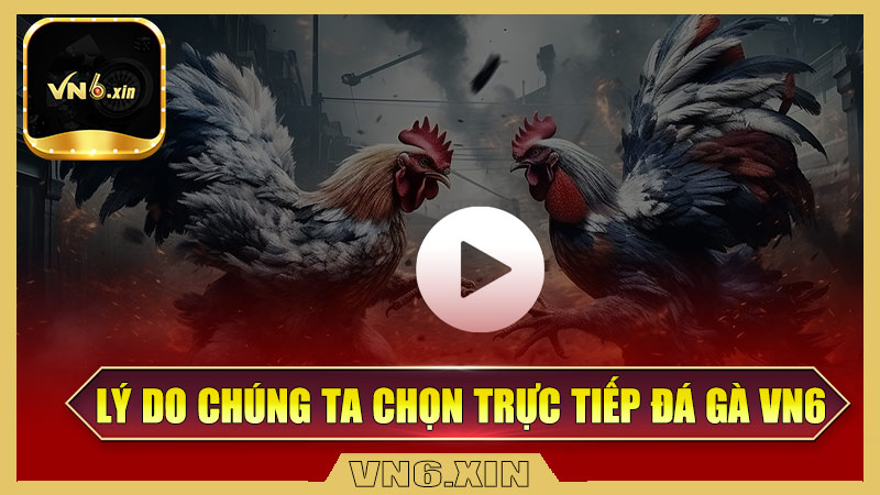 Lý do chúng ta chọn trực tiếp đá gà Vn6