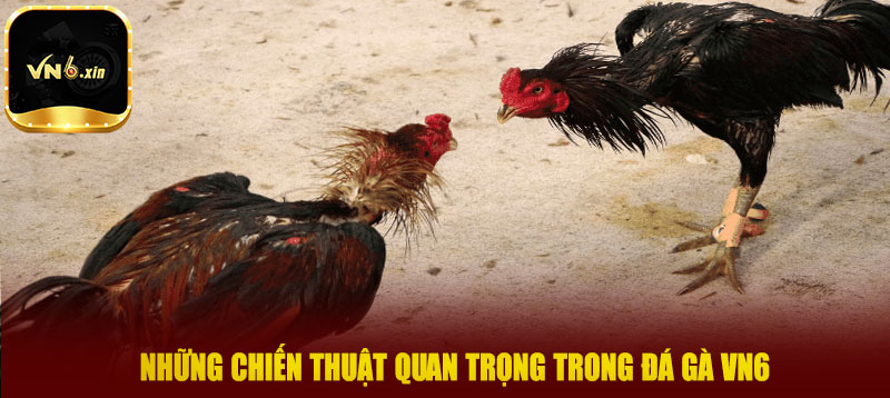 Những chiến thuật quan trọng trong đá gà VN6